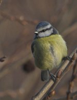 BlueTit14.jpg