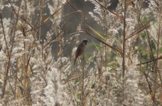 Japanese Reed Bunting.jpg