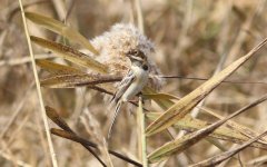 Pallas's reed Bunting.jpg