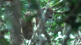 lemur easterngreybamboo (4).jpg