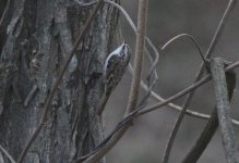 Eurasian Treecreeper.jpg