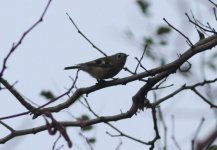 Goldcrest.jpg