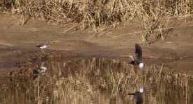 Green Sandpiper.jpg