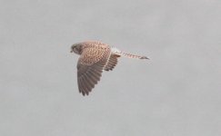 Eurasian Kestrel.jpg