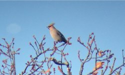 Waxwing.jpg