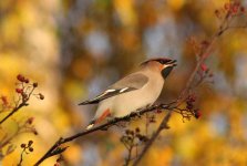 waxwing1.jpg