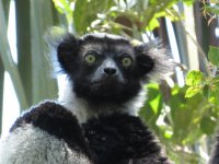 Indri (1).JPG