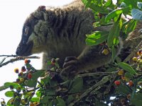 Common Brown Lemur.JPG