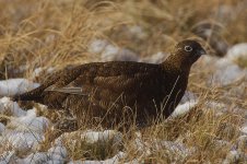 Red Grouse_G9A5300.jpg