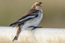 Snow-Bunting-3.jpg