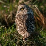 Short-Eared-Owl.jpg