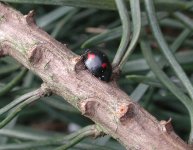 copy of pine ladybird4.jpg