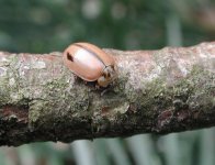 copy of larch ladybird.jpg