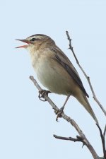 sedgewarbler260406b.jpg