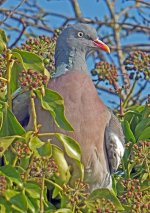 Wood-Pigeon.jpg