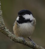 Coal Tit_G9A0940.jpg