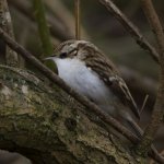 Tree Creeper_G9A1507.jpg