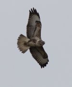 Common Buzzard_G9A1166.jpg