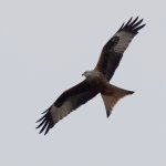 Red Kite_G9A1298.jpg