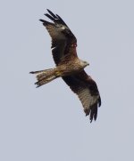 Red Kite_G9A1385.jpg