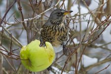 Fieldfare 2_4092.jpg