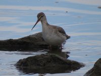 48spotshank.jpg