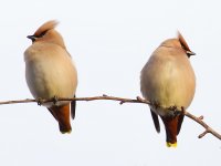 Waxwings 070213-4726.jpg