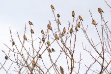 Waxwings 070213-4724-E.jpg