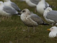 Caspian Gull_MG_3699.jpg