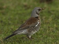 Fieldfare_MG_3624.jpg