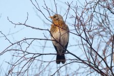 Fieldfare3.jpg