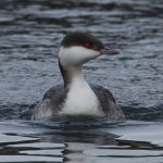 Slavonian Grebe_MG_3489.jpg