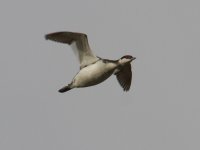 Slavonian Grebe_MG_3550.jpg