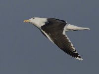 Great Black Backed Gull_G9A2358.jpg