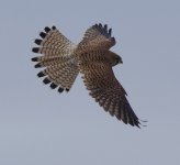 Kestrel_G9A1604.jpg