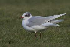 Med, Gull_G9A2133.jpg