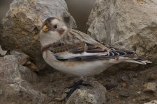 Snow Bunting_G9A1810.jpg