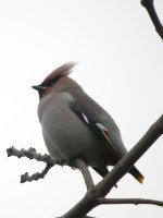 Waxwing4.jpg