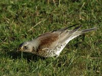 Fieldfare4.jpg