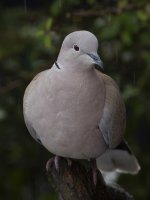 Collared Dove_G9A7878.jpg