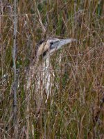 Bittern2-feb9.jpg