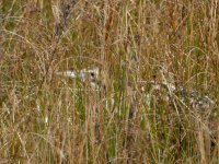 Bittern9-feb9.jpg