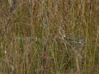 Bittern5-feb9.jpg