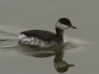 Slavonian Grebe Seal Sands_MG_1225.jpg