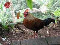 srilankajunglefowl.jpg