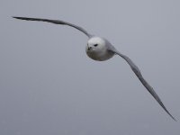 Fulmar_G9A8443.jpg