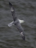 Fulmar_G9A8470.jpg