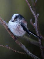 Long-Tailed-Tit.jpg