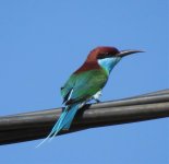 blue-throated-bee-eater.jpg