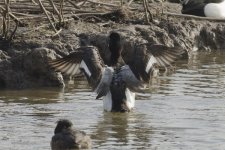 Lesser Scaup11 030213.jpg